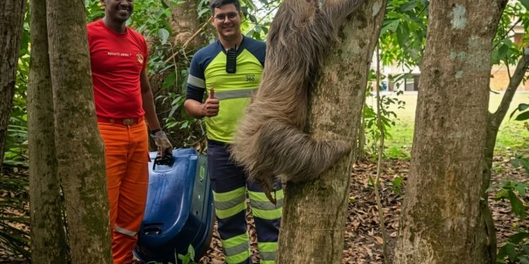 Preguiça resgatada à beira da morte na BR-364 se recupera e volta à natureza Preguiça resgatada à beira da morte na BR-364 se recupera e volta à natureza
